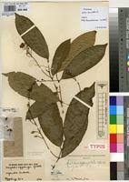 Image result for Dasylepis racemosa