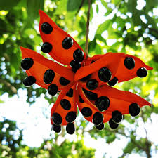 Image result for Sterculia subviolacea