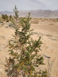 Image result for Suaeda monoica