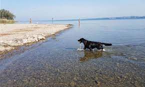 Die wasserqualität im bodensee ist so gut, dass du bedenkenlos in dem see baden kannst. Urlaub Mit Hund In Der Bodensee Region Viel Wasser Fur Die Vierbeiner