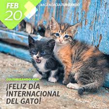 ¡feliz día internacional del gato! 2018 02 20 06 Agenda Culturizando Feliz Dia Internacional Del Gato Culturizando Com Alimenta Tu Mente