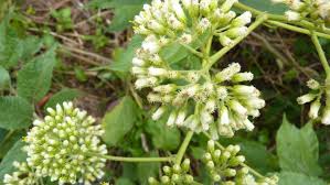 Image result for Microglossa