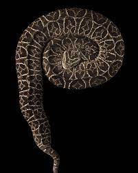 Robert Clark On Instagram Bothrops Alternatus Is Originally From Central And Southamerica Bothrops Are Lovely Creatures Reptiles And Amphibians Pit Viper