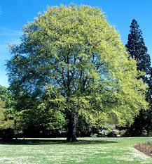 images?q=tbn:ANd9GcTBnGyiIfkCEham1rHGNRK