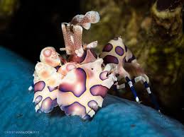 Image result for Alectra picta