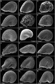 Image result for Melastomastrum segregatum
