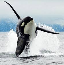 Wow Look At The Size Of That Dorsal Fin It S Huge Orca Whales Ocean Creatures Whale
