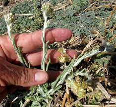 Image result for Pseudognaphalium luteo-album