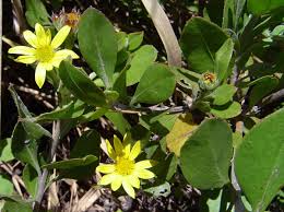 Image result for Chrysanthemoides monilifera