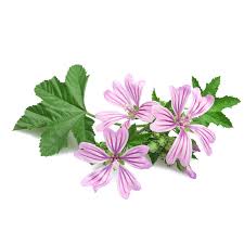 Image result for Malva