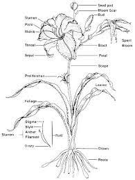 Parts2 Jpg 370 491 Day Lilies Daylilies Lily Plants