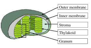 Thousands of glucose molecules can be linked together to form the complex carbohydrate cellulose. Chapter 5 Photosynthesis Flashcards Quizlet