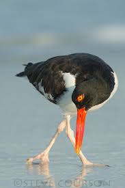 Black And White Bird With Long Tail And Orange Beak American Oystercatcher Shorebirds Wild Birds Beautiful Birds