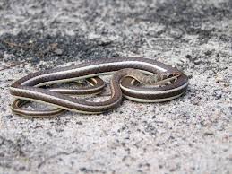 Black And White Striped Snake Texas Stripe Bellied Sand Snake Psammophis Subtaeniatus Subtaeniatus Snake Belly Sand