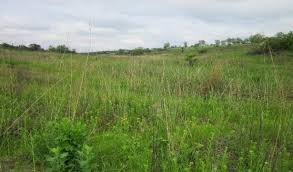 Image result for Acrotome thorncroftii