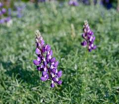 Image result for Lupinus mexicanus