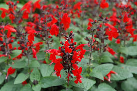 Image result for Salvia coccinea