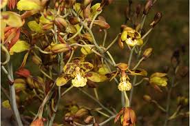 Image result for Graphorkis