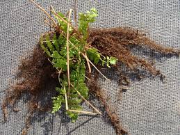 Image result for Landolphia foretiana