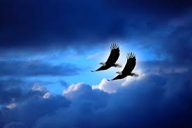 Image result for images of eagles soaring high