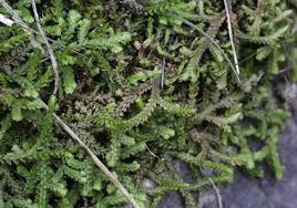 Image result for Selaginella molliceps