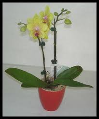 Free delivery and returns on ebay plus items for plus members. Saving Store Bought Orchids Repotme