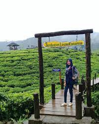 Pengendalian mutu teh hitam orthodoks di ptpn viii kebun malabar. Kebun Teh Gunung Gambir Jember Triprofik Com