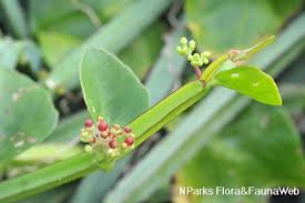 Image result for Cissus quadrangularis
