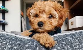 Charting to be in the 13 to 15 pound range when grown. Cavapoo 12 Amazing Things About Cavdoodle Dogs