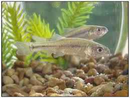 Please note the pictures shown are a good representation. Rosy Red Minnows By Nyaasu Fur Affinity Dot Net