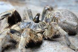 Gen., a new genus of tarantula from brazilian and venezuelan amazon (araneae, theraphosidae), with description of three new species rogério bertani , marlus queiroz almeida , 2021 a new species of the spider genus phlogiellus (araneae, theraphosidae) from hainan, china Ceratogyrus Marshalli Straight Horned Baboon Baboon Tarantula Arachnids