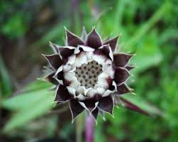 Image result for Macledium zeyheri