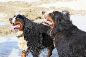 The bernese mountain dog is a very muscular breed with a strong stance. Teversal Bernese Mountain Dog Hartbeespoort Bernese Mountain Dog Breeders Dog Breeders Gallery 112266