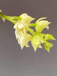 Image result for Polystachya adansoniae