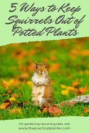 While you might find the scent of coffee delicious, squirrels don't. How To Keep Squirrels Out Of Potted Plants 5 Techniques To Try At Home The Practical Planter