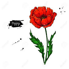 Le coquelicot (papaver rhoeas) est une espèce de plantes dicotylédones de la famille des papaveraceae, originaire d'eurasie. Ensemble De Dessin Vectoriel Fleur Coquelicot Plante Sauvage Isolee Et Feuilles En Bouquet Illustration De Style Artistique A Base De Plantes Clip Art Libres De Droits Vecteurs Et Illustration Image 82364570