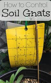 Soil Gnats Are Super Annoying And Can Plague Indoor Gardeners But They Aren T Usually Destructive And Are Garden Pest Control Garden Pests Organic Gardening