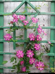 Clematis ville de lyon forum. Powojnik Ville De Lyon Clematis Ville De Lyon