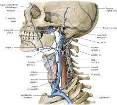 Our online human anatomy trivia quizzes can be adapted to suit your requirements for taking some of the top human anatomy quizzes. Human Neck Anatomy Anatomy Drawing Diagram