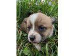 Local ads by owners and breeders Puppyfinder Com Pembroke Welsh Corgi Puppies Puppies For Sale Near Me In Winchester Virginia Usa Page 1 Displays 10