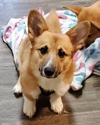 The cheapest offer starts at £1,350. Buy Corgi Puppy In India News At Puppies Www Addlab Aalto Fi
