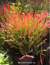 Spiky succulent with red tips. Why Do Succulents Turn Red Or Change Colors Succulent Plant Care