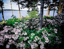 Maybe you would like to learn more about one of these? Minuet Mountain Laurel Shrub For Sale Online The Tree Center