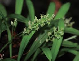 Image result for Liparis mulindana