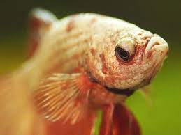 Download free books in pdf format. Betta Fish Eye Bulging Pop Eye Disease Causes Treatment Ultimatebettas