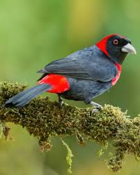 Crimson Collared Tanager Ramphocelus Sanguinolentus A Small Central American Songbird Photo Chris Jimenez World Birds Animals Bird Species