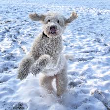 Da ich allergikerin und asthmatikerin bin, habe ich bereits muss mich da nicka anschließen es gibt definitiv keine hunderassen die für allergiker besonders geeignet sind, da die meisten leute nicht gegen. Hypoallergene Hunderassen Gibt Es Geeignete Hunde Fur Tierhaarallergiker Tierhaarallergie
