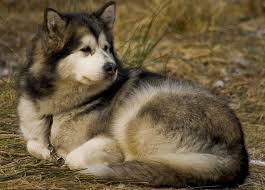 We did not find results for: Alaskan Malamute Rassebeschreibung Wesen Haltung Und Pflege