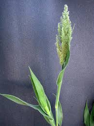 Image result for Panicum carneovaginatum