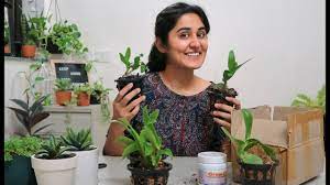 These are the common methods to propagate a as natural habitats of succulents and cacti decline, the need to propagate and maintain these species in cultivation becomes more and more crucial for. Unboxing Orchids Preparing Potting Mix Youtube